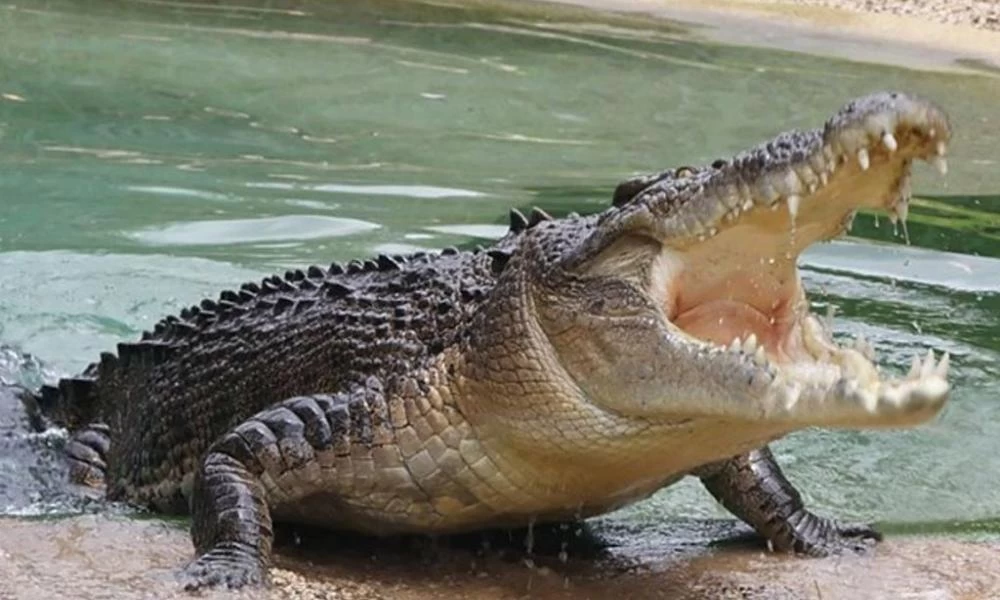 Πέρασε τον κροκόδειλο για ψεύτικο κι έβγαζε σέλφι - Δείτε τι έγινε